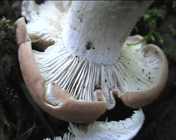 Winkel ( FRA ) 28.08.2004   2 Serie